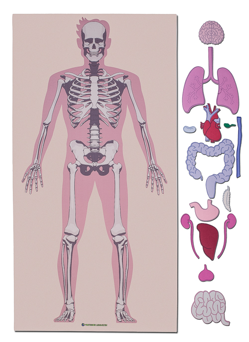 Grande tappeto didattico scheletro ed organi